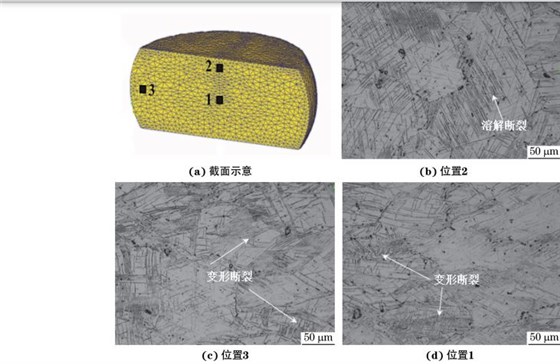 在９８０ ℃、應(yīng)變速率為０．０１０s－１下壓縮至應(yīng)變量為３０％后