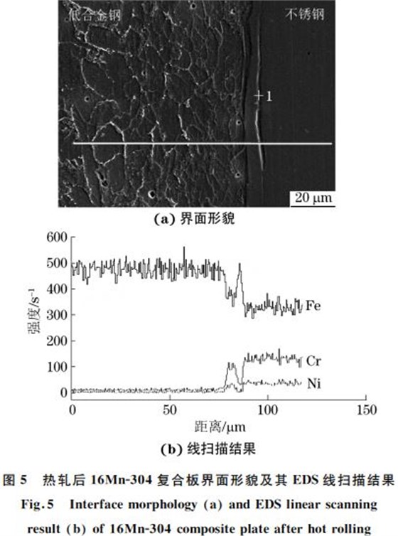 圖５ 熱軋后１６MnＧ３０４復合板界面形貌及其 EDS線掃描結(jié)果